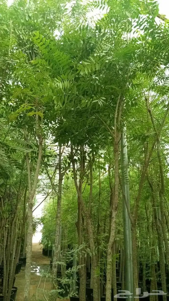 تصميم حديقة 2