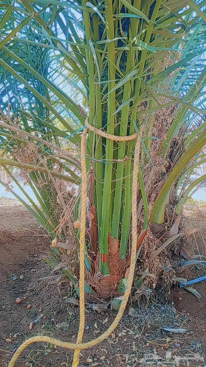 نخل القصيم جميع المقاسات موجوده جميع الانواع النخل سعر طيب 4