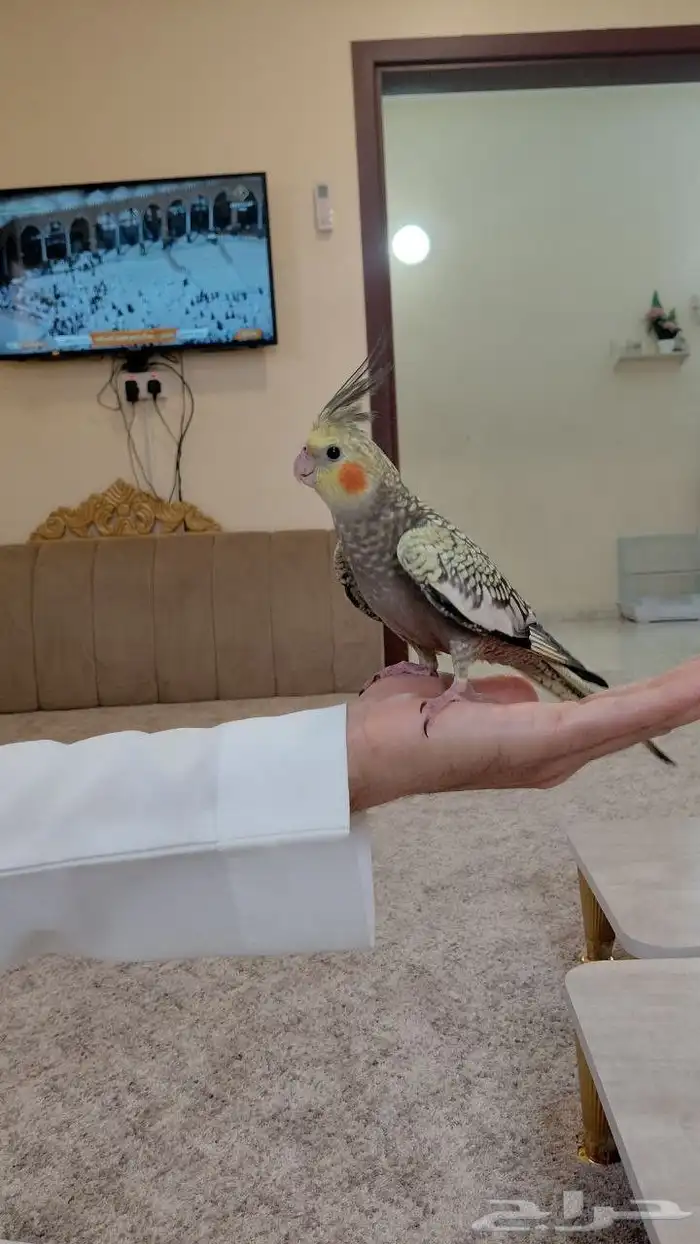 كروان هدد داخلي أليف جد ا 2