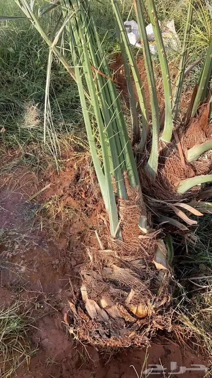 يوجد لدينا جميع انواع النخيل المثمره وجميع المقاسات المختلفة 0