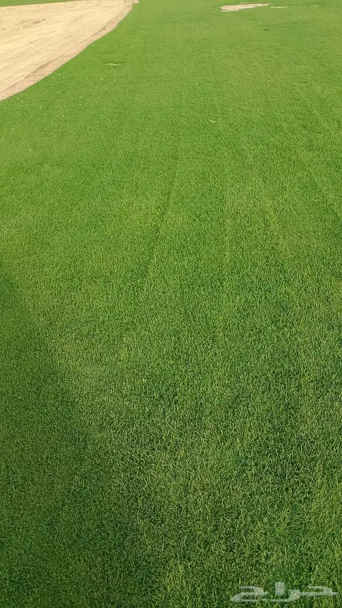 نجيله طبيعي 5