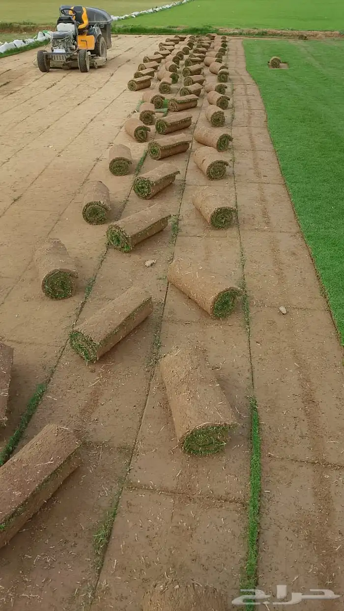 نجيله طبيعي 4