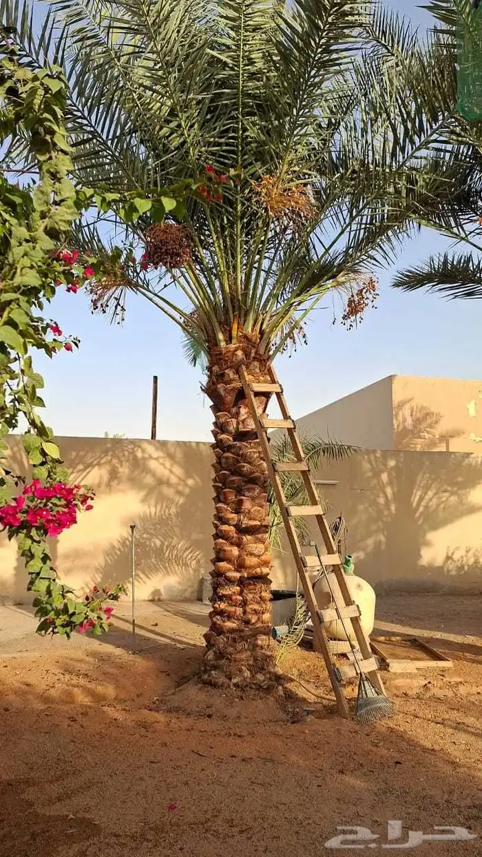 يوجد لدينا نخل عربي وشنطني 1