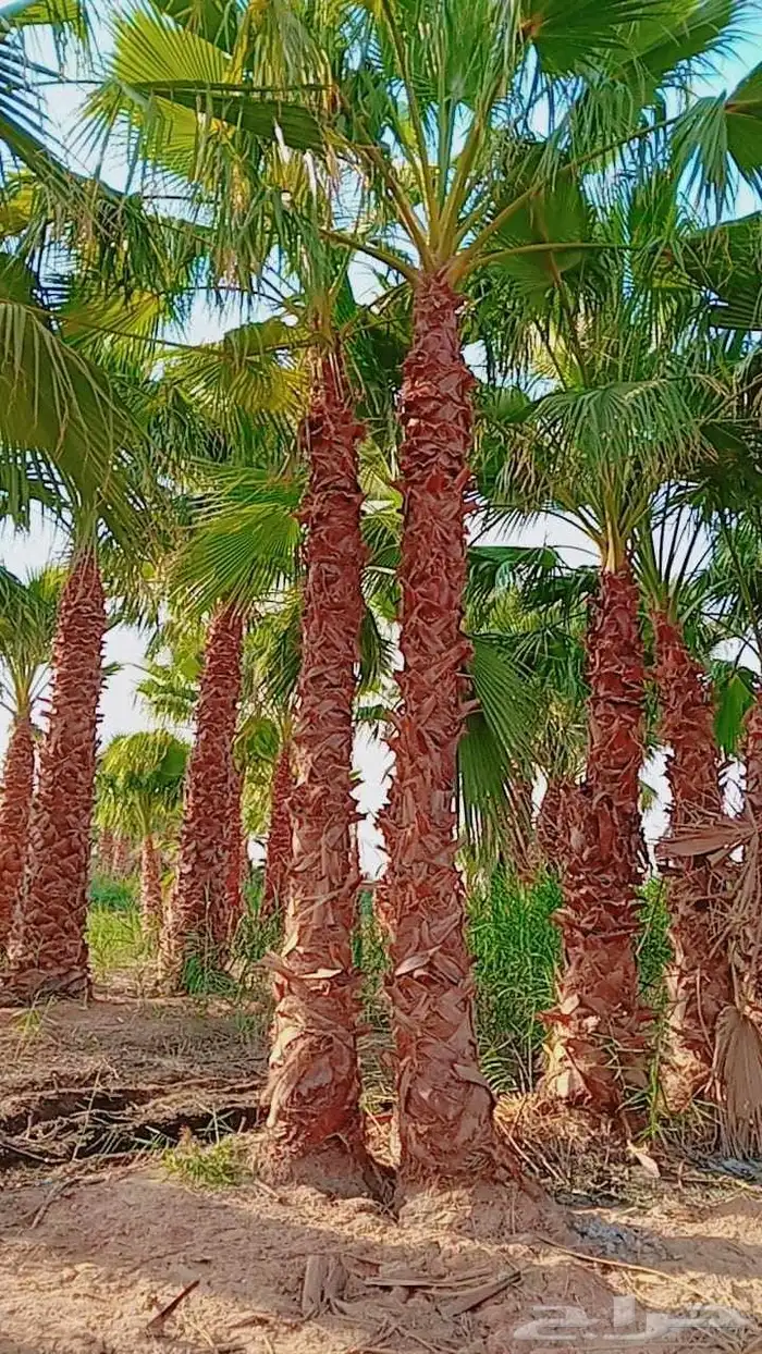 السلام عليكم ورحمه الله عندنا جميع انواع النخيل وجميع المقاس 7