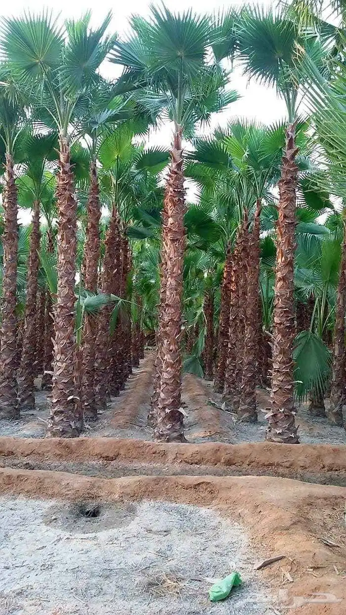 نخل وشنطني وعربي وبرحي وسكري بلدي 2