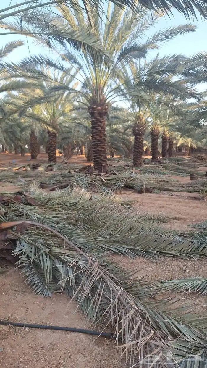 توريد جميع انواع النخيل 2