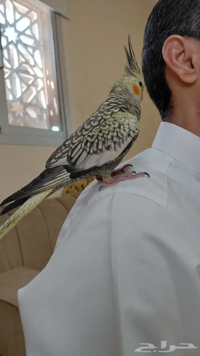 كروان هدد داخلي أليف جد ا 8