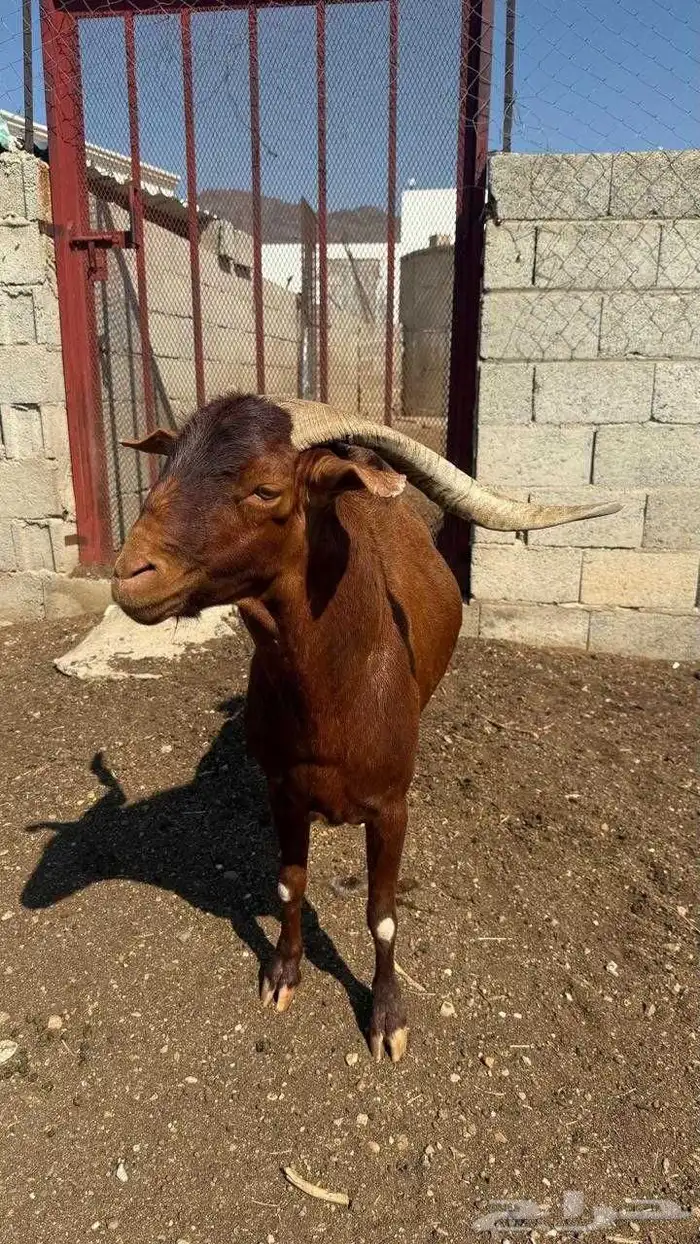 تيس فحل أدهم 1