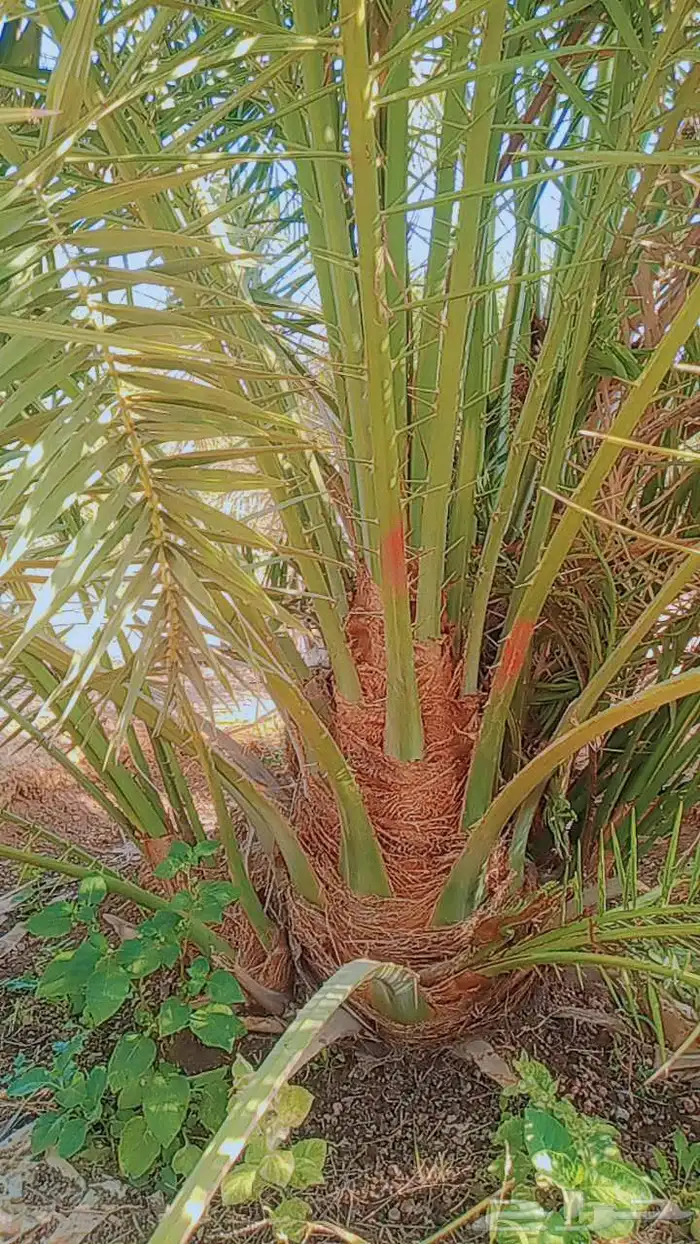 نخل القصيم جميع المقاسات موجوده جميع الانواع النخل سعر طيب 5