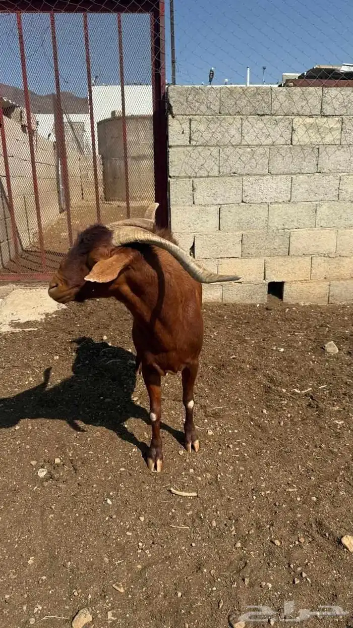 تيس فحل أدهم 0