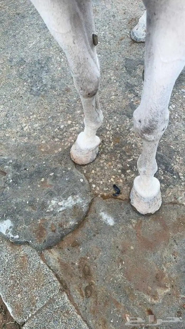 فرس شعبيه شيخه بنت ميمون الصواري 4