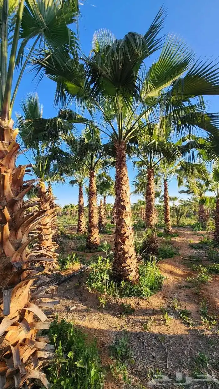 نخل للبيع بجميع أنواعه وكافت مقاساته 9