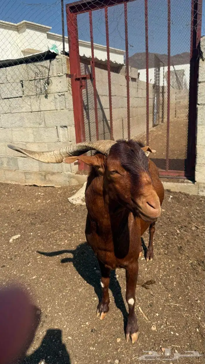 تيس فحل أدهم 2