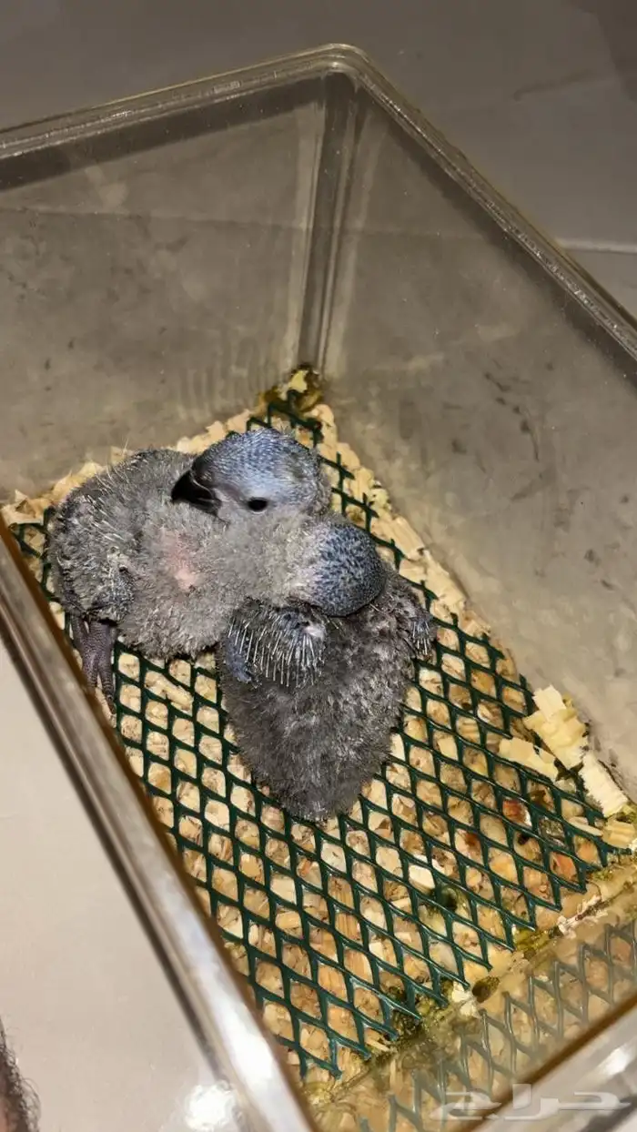 فروخ لوري رينبو 2