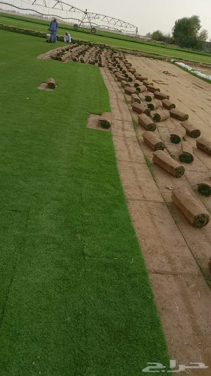 نجيله طبيعي 3