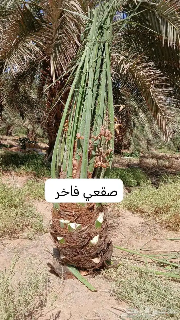 الدمام الشرقيه 9