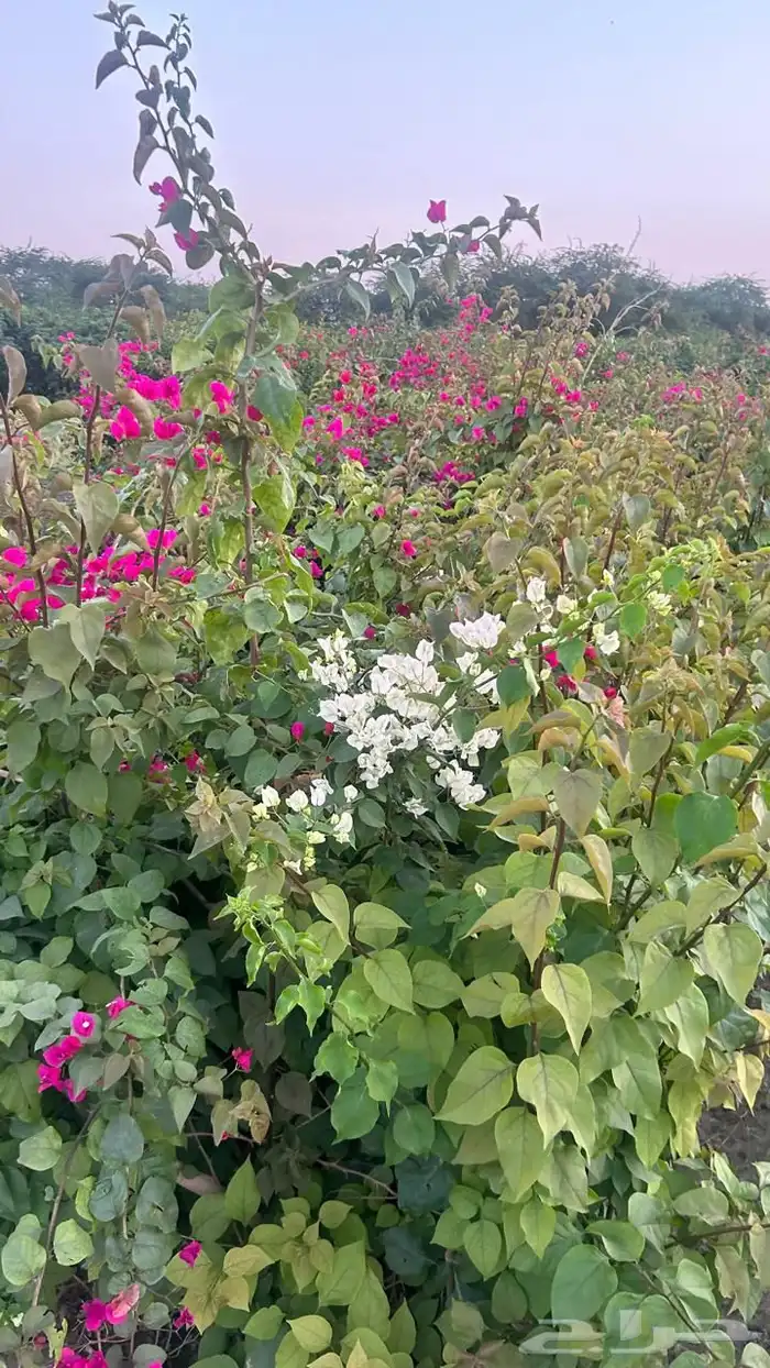 أشجار بسعر الجملة 4