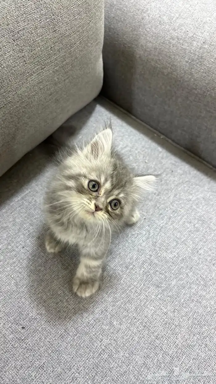 قط شيرازي 1