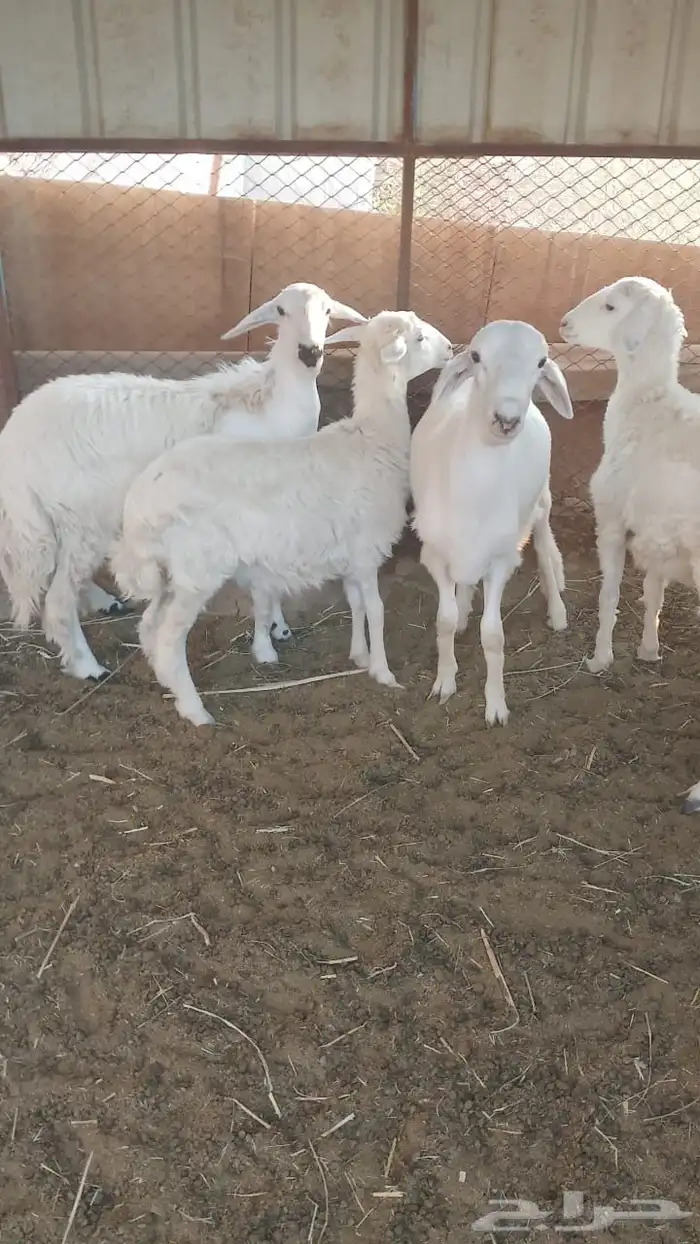 ثلاث رخال وطلي 0