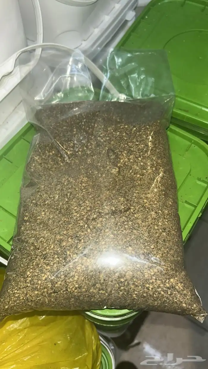 زيت زيتون مكدوس اردني زعتر زيتون 2