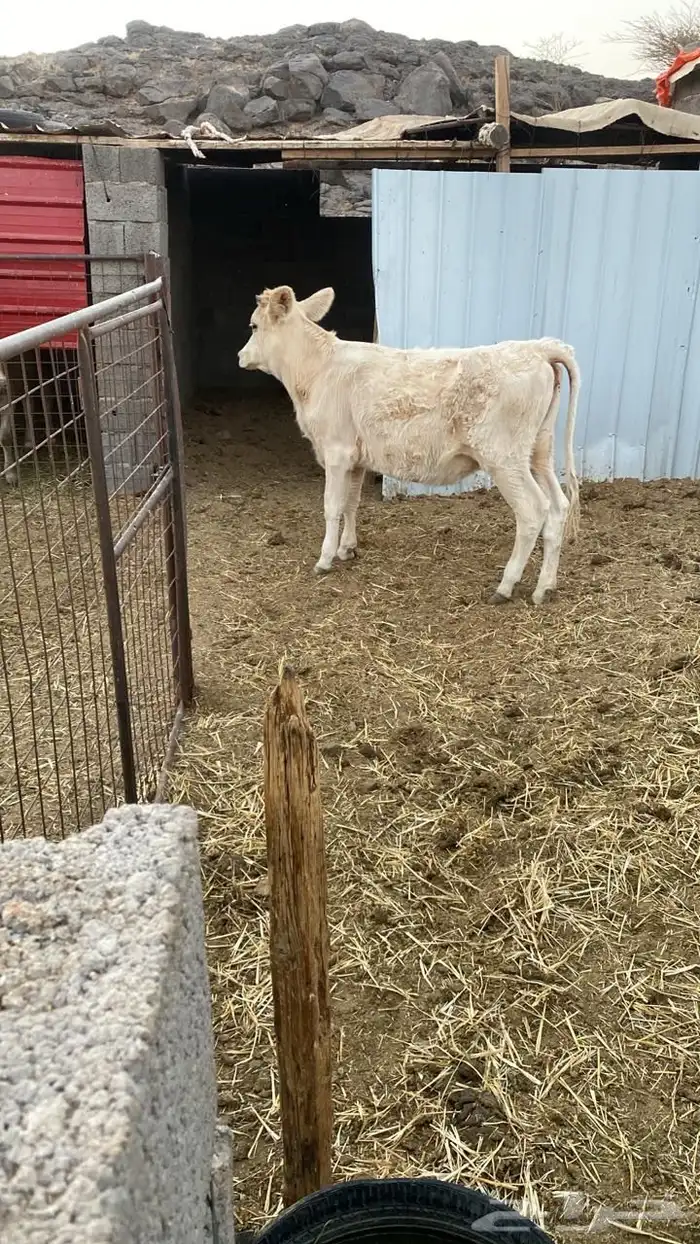 بقره عجله للبيع 1