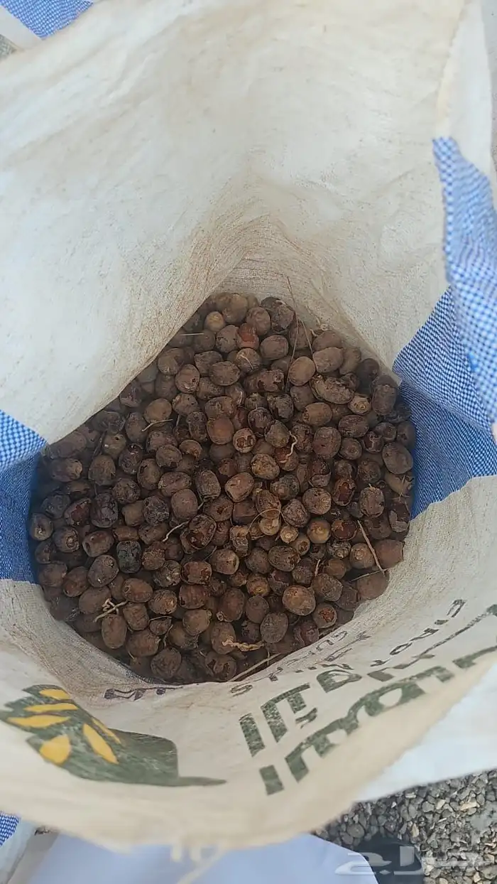 تمر علف نظيف العدد 50 1