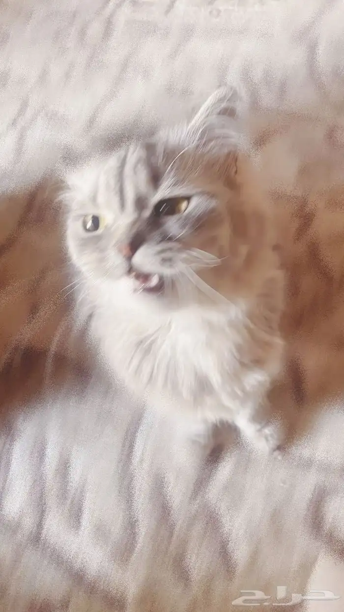 قطه شيرازيه انثى مفقوده 1