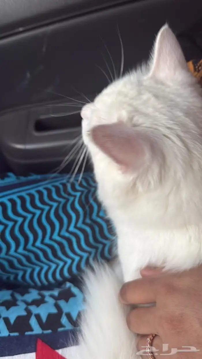 قطط للتبني تجننن 0