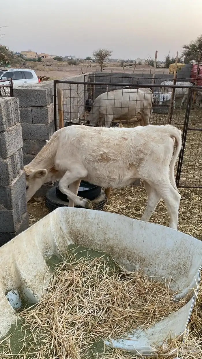 بقره عجله للبيع 0