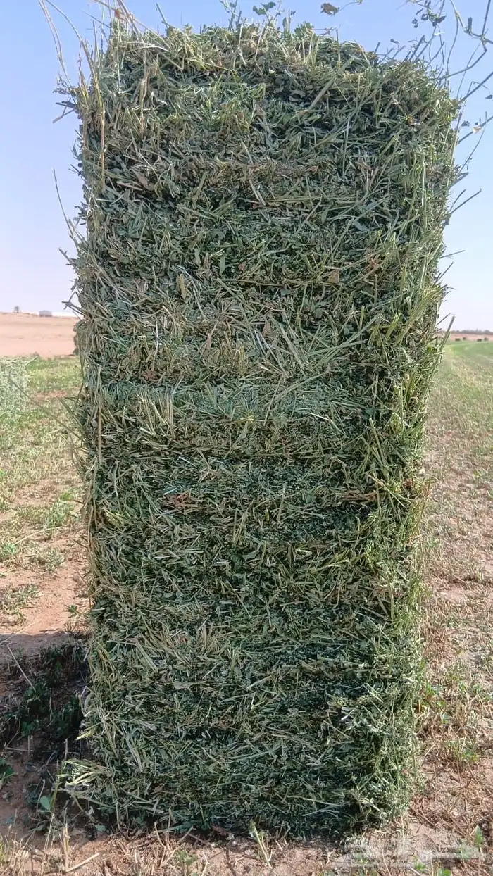 برسيم صافي وشد طيب 1