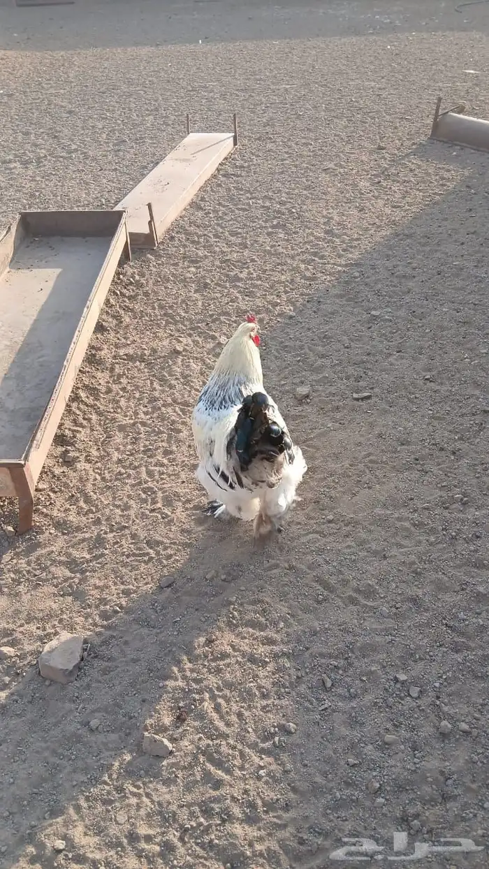 ديك واحد براهما 0