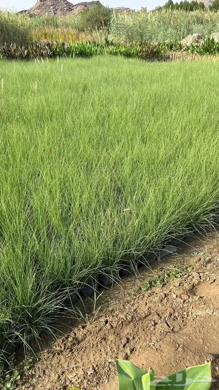 أشجار بسعر الجملة 8