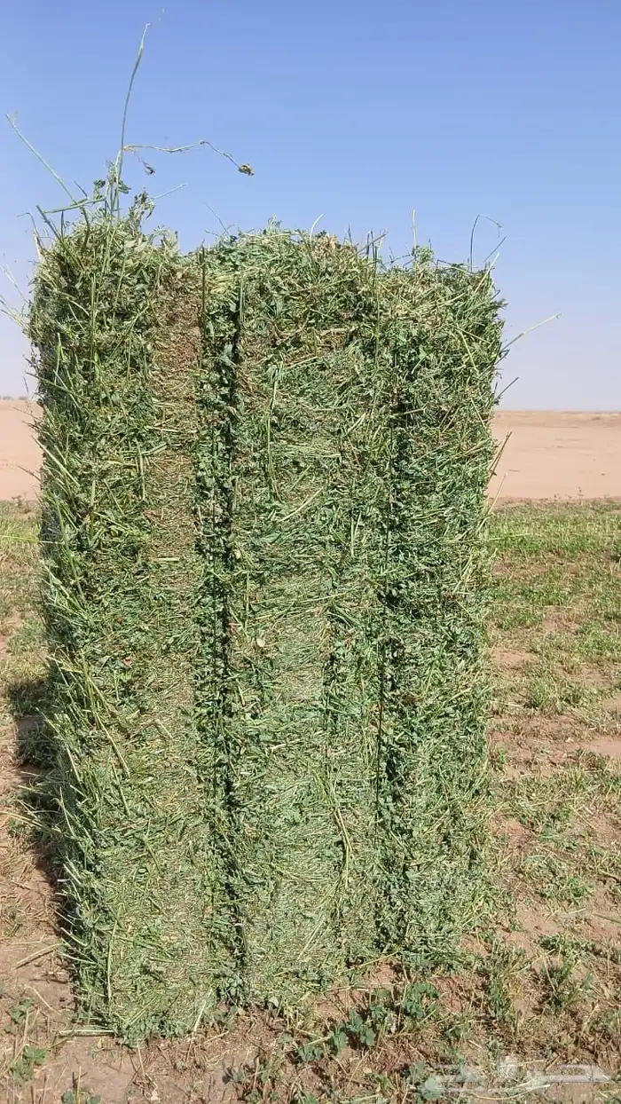 برسيم صافي وشد طيب 0