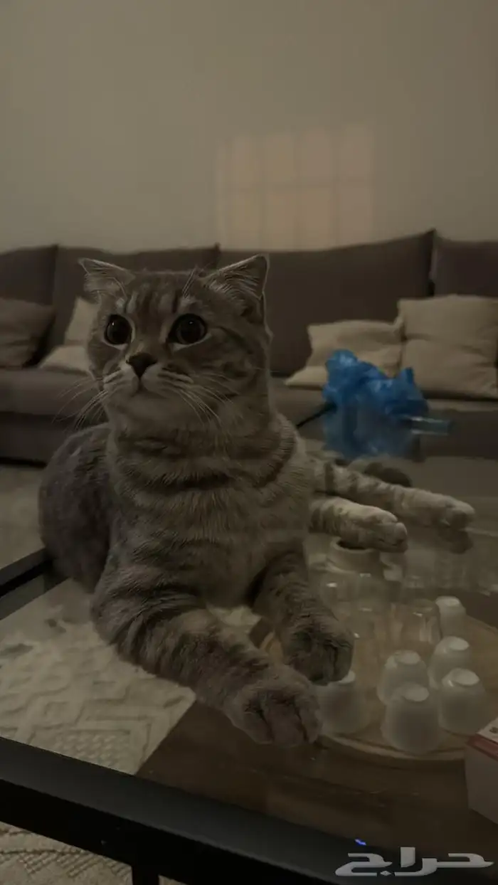 قطه بريتش شورت هير 0