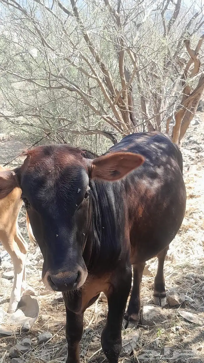 حسلان للبيع فوق 6 شهور 3