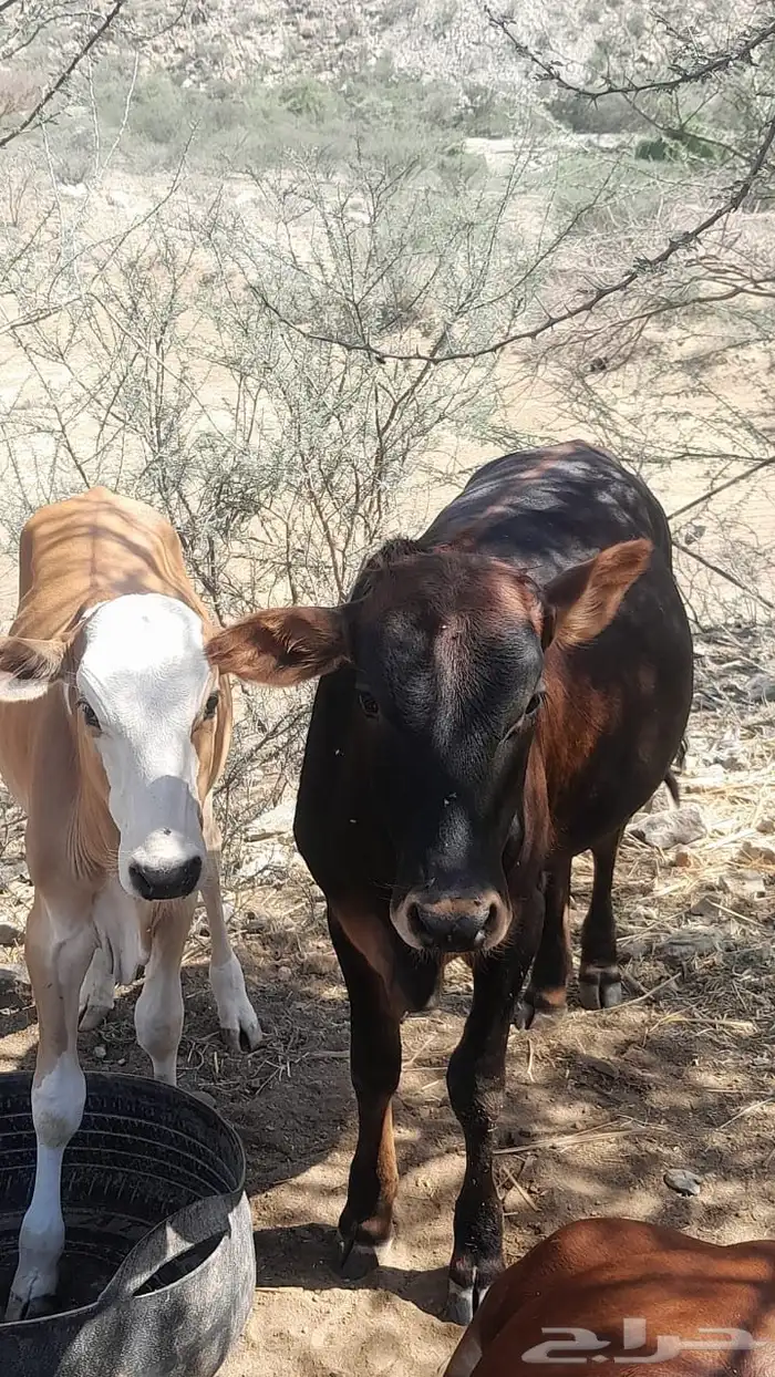 حسلان للبيع فوق 6 شهور 0