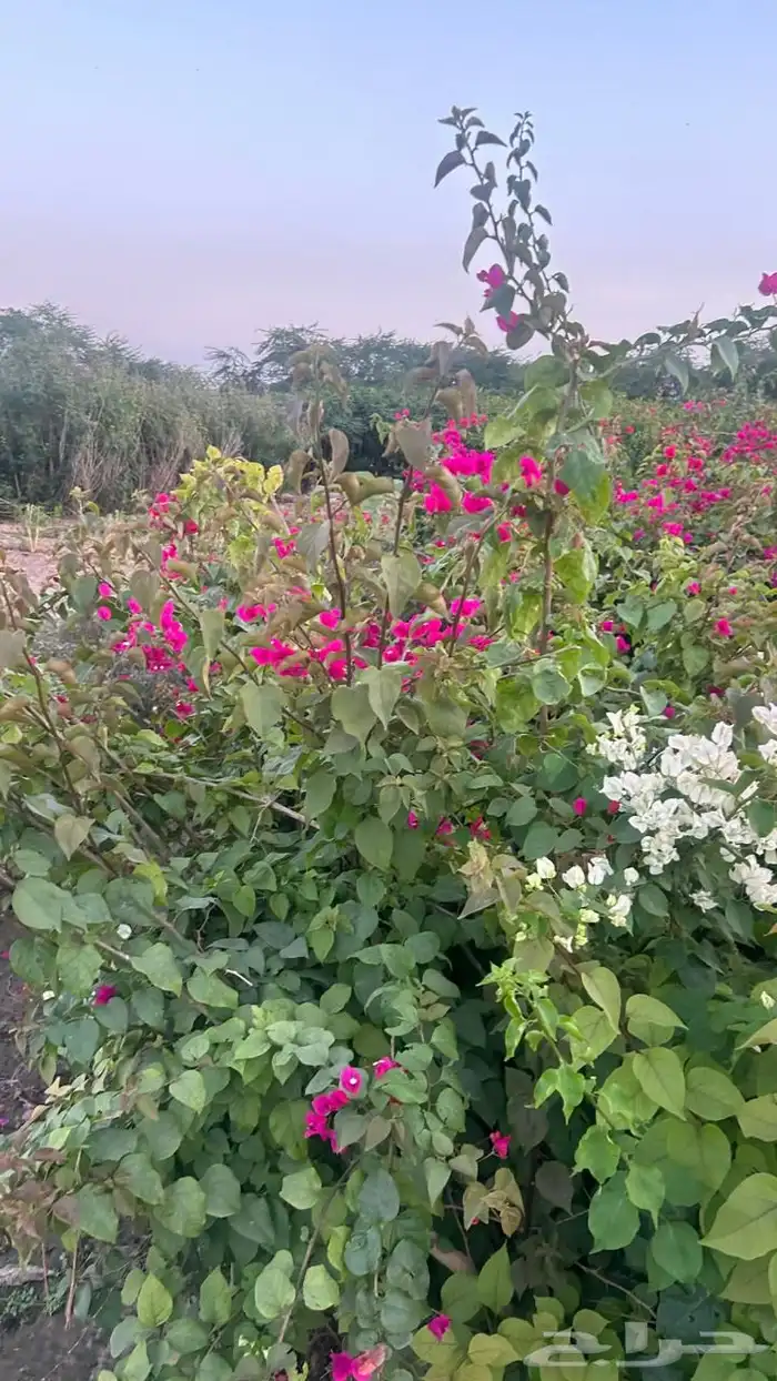 أشجار بسعر الجملة 1