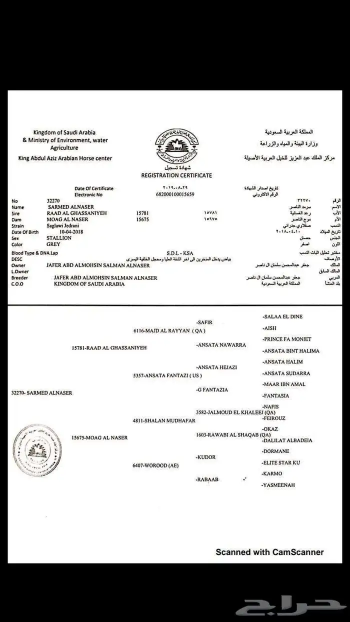 حصان ورق عربي 3