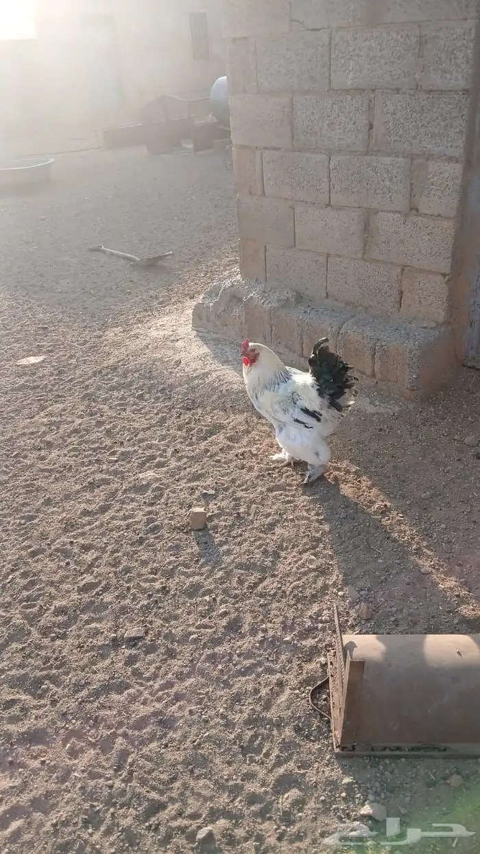 ديك واحد براهما 1