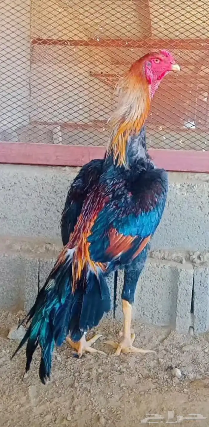 سلام عليكم ورحمه الله العرض لكم جوز 0