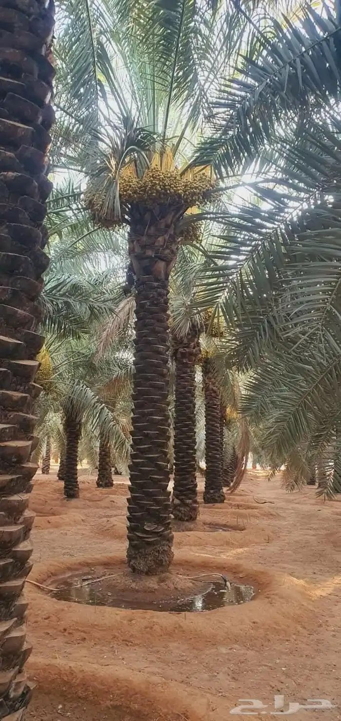 نخل عربي مثمر ونخل واشنطن أمريكي 6