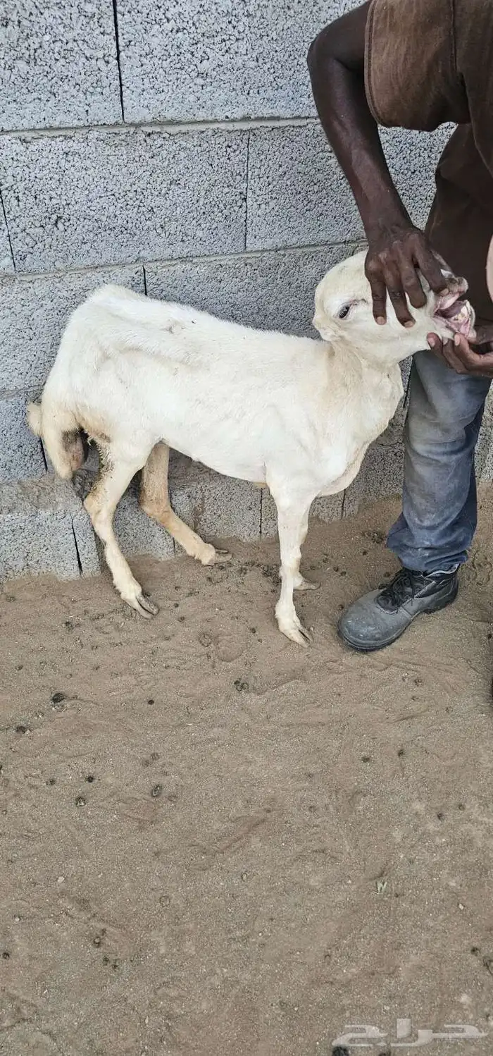 نعجة بلدي للبيع 4