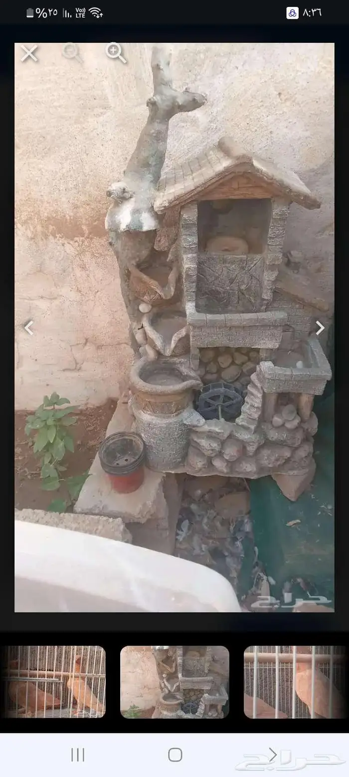 شلال زينه للطيور والحوش 0