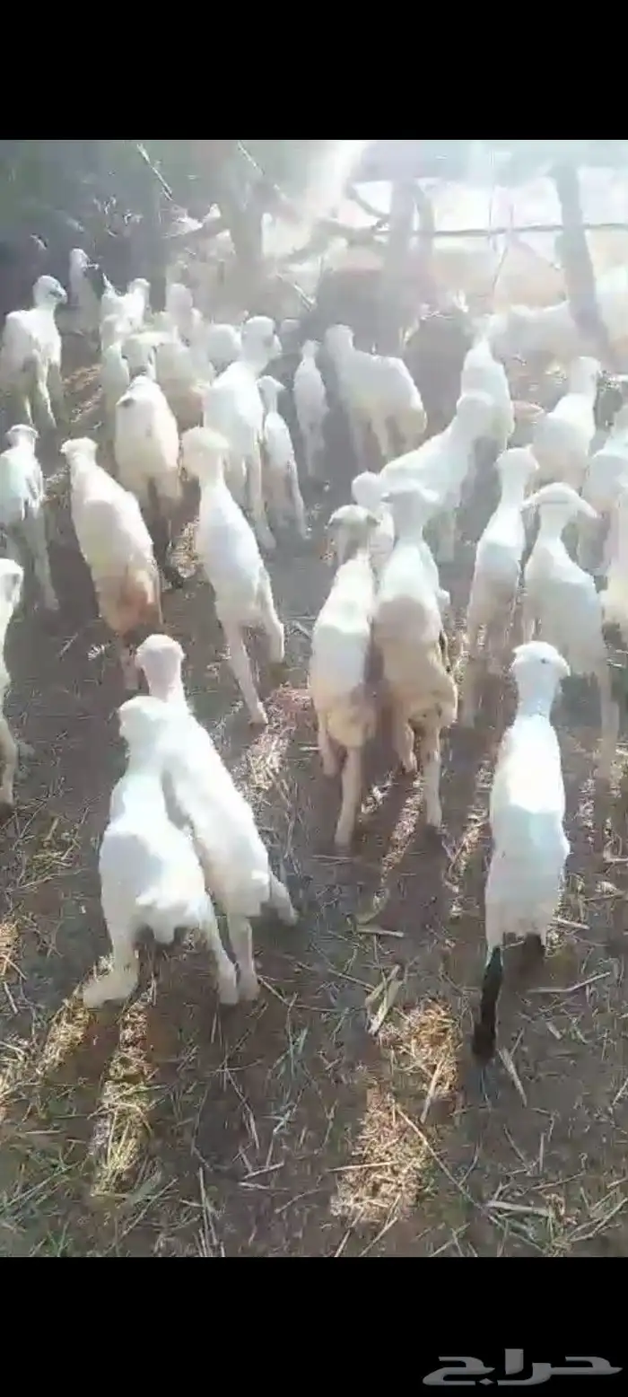 ضان رفيديات مناتيج العدد 50 تبع 50 من البهم مراح واحد شرط 8