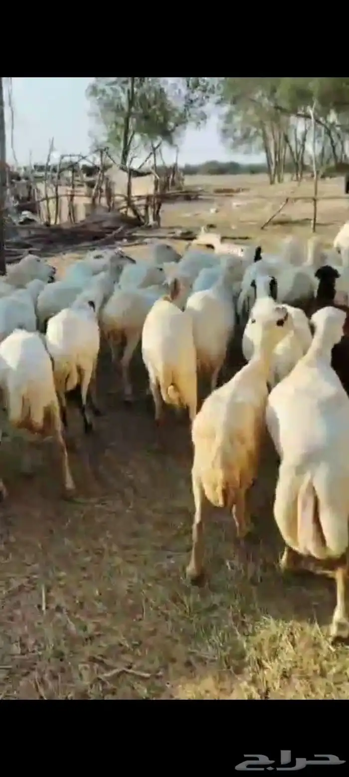 ضان رفيديات مناتيج العدد 50 تبع 50 من البهم مراح واحد شرط 1