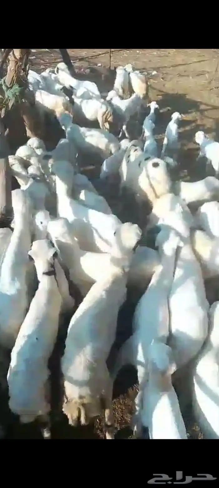 ضان رفيديات مناتيج العدد 50 تبع 50 من البهم مراح واحد شرط 5