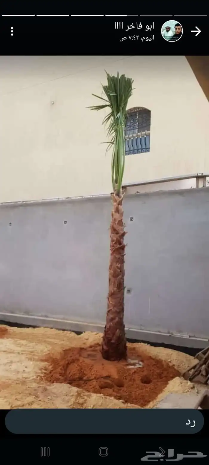 الدمام الشرقيه 5