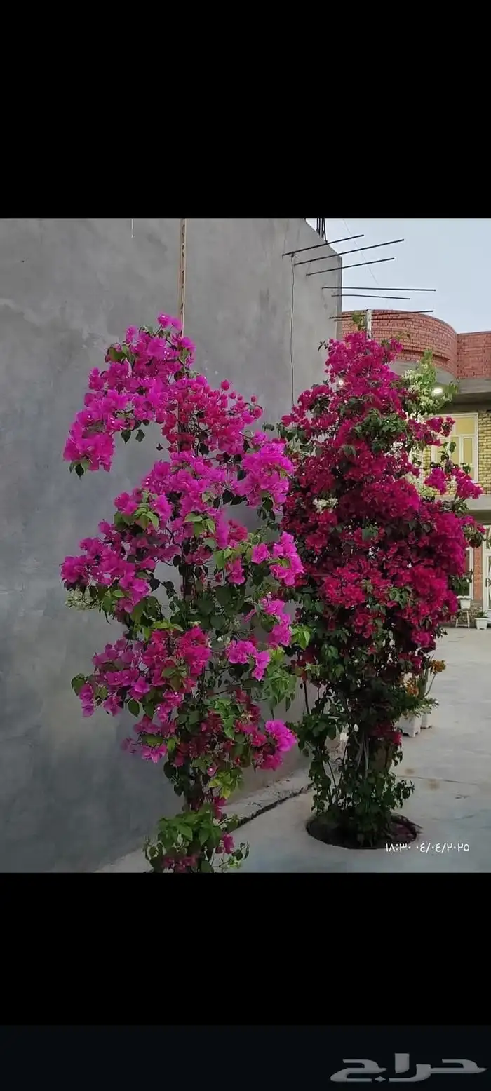 مزارع ومنسق حدائق 3