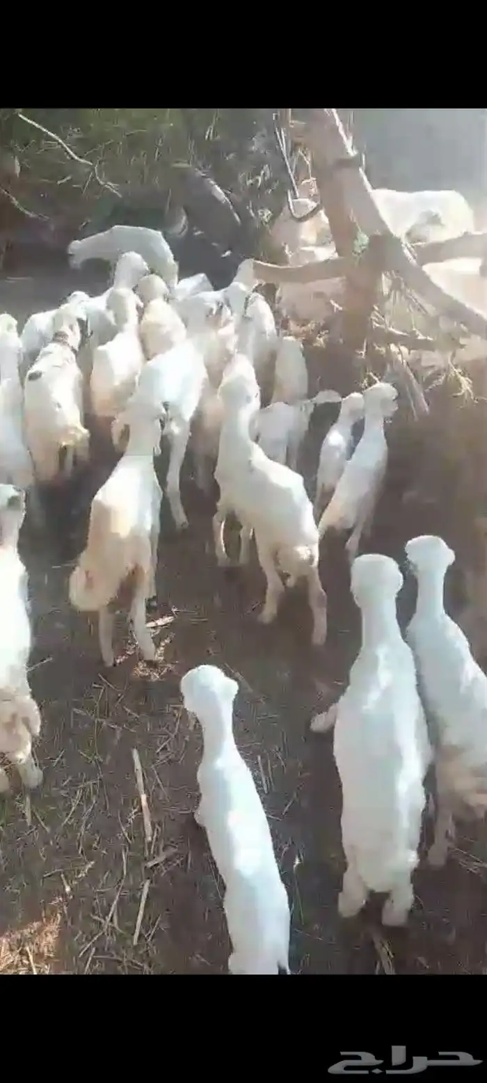 ضان رفيديات مناتيج العدد 50 تبع 50 من البهم مراح واحد شرط 7