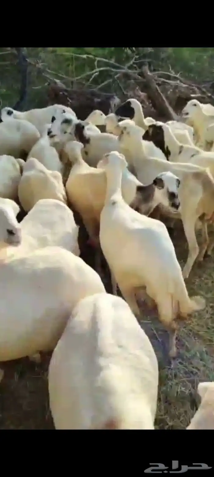 ضان رفيديات مناتيج العدد 50 تبع 50 من البهم مراح واحد شرط 2